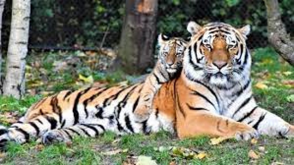 International Tiger Day 2021