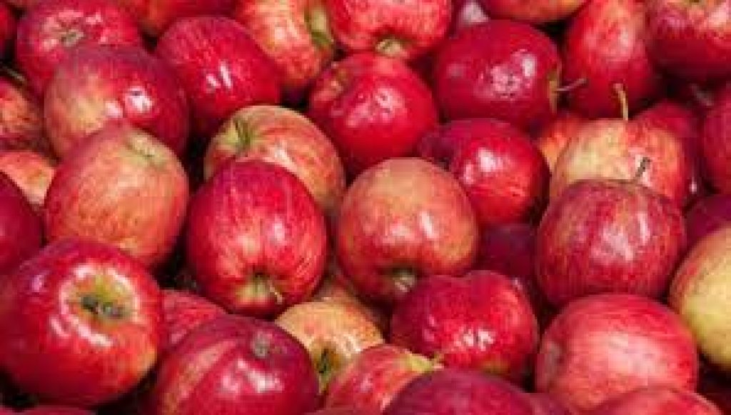 United Kingdom exported apples to India for the first time in 50 years