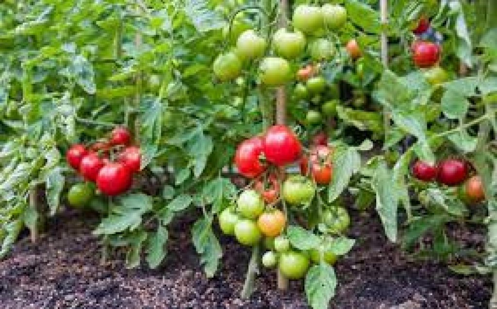 Effective defense strategy deployed by a resistant tomato cultivar