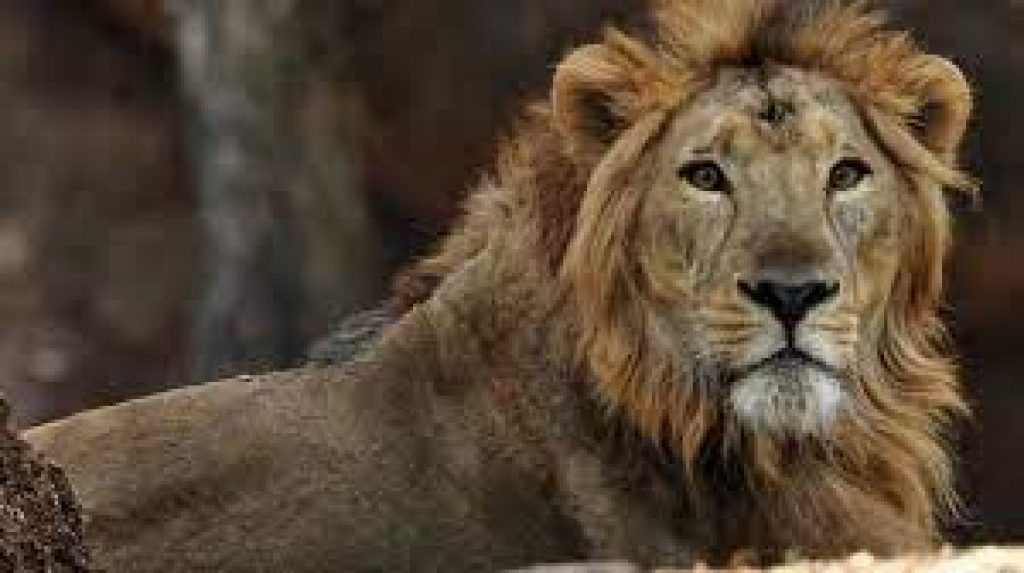 World Lion Day 2021