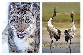 state animal and black-necked crane as state bird