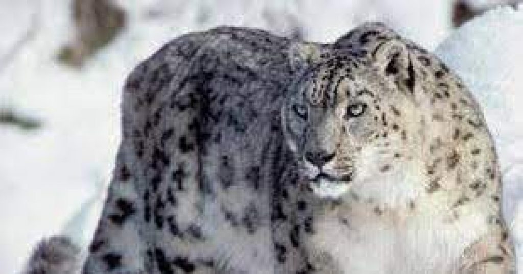 International Snow Leopard Day : 23 October