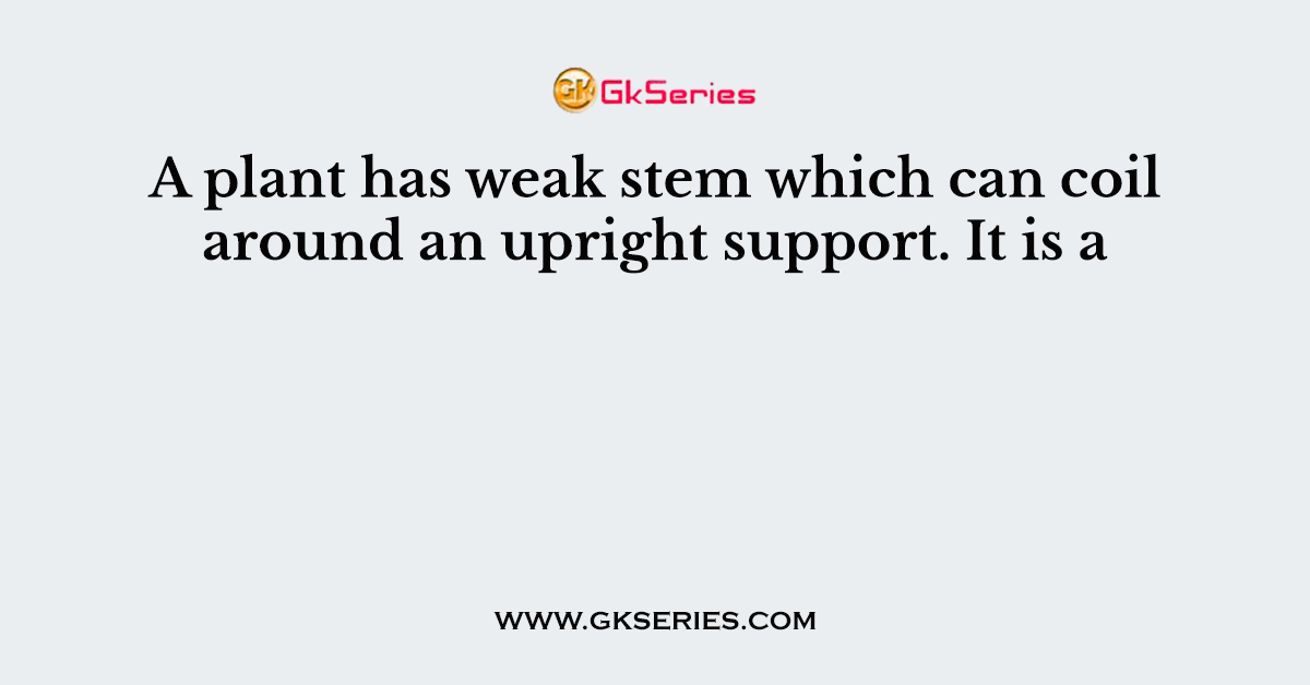 A plant has weak stem which can coil around an upright support. It is a