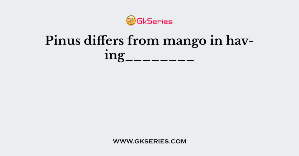 Pinus differs from mango in having________