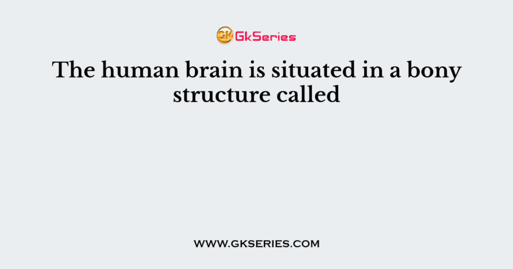 The human brain is situated in a bony structure called