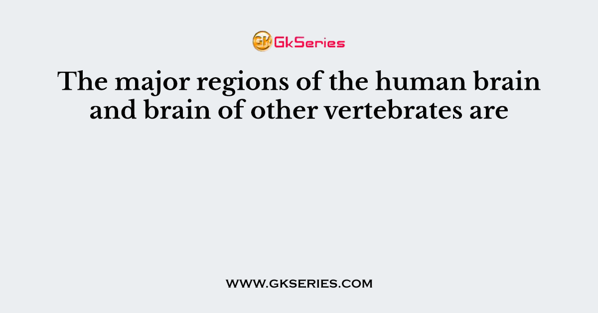 The major regions of the human brain and brain of other vertebrates are