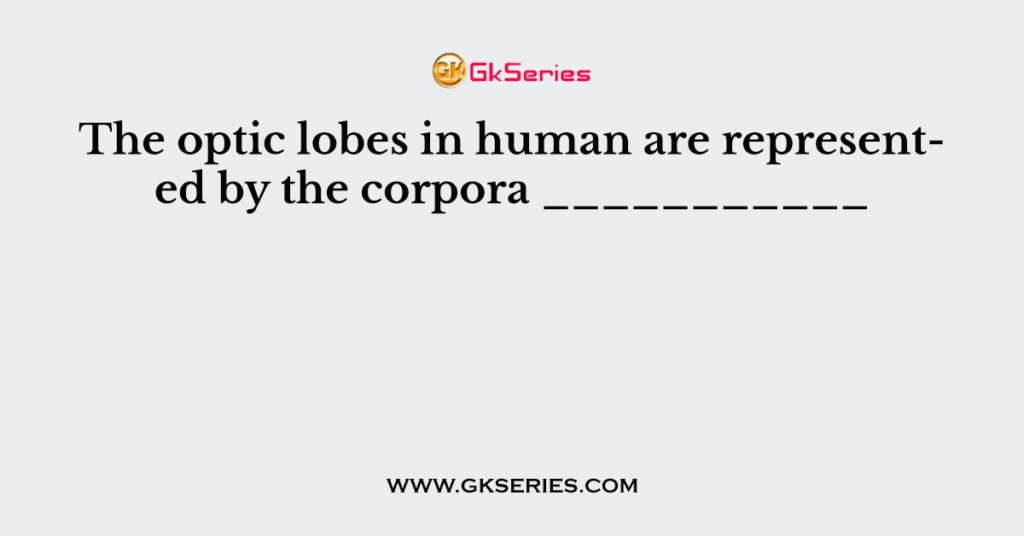 The optic lobes in human are represented by the corpora ___________