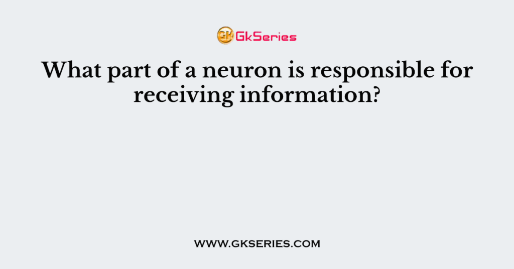 What part of a neuron is responsible for receiving information?