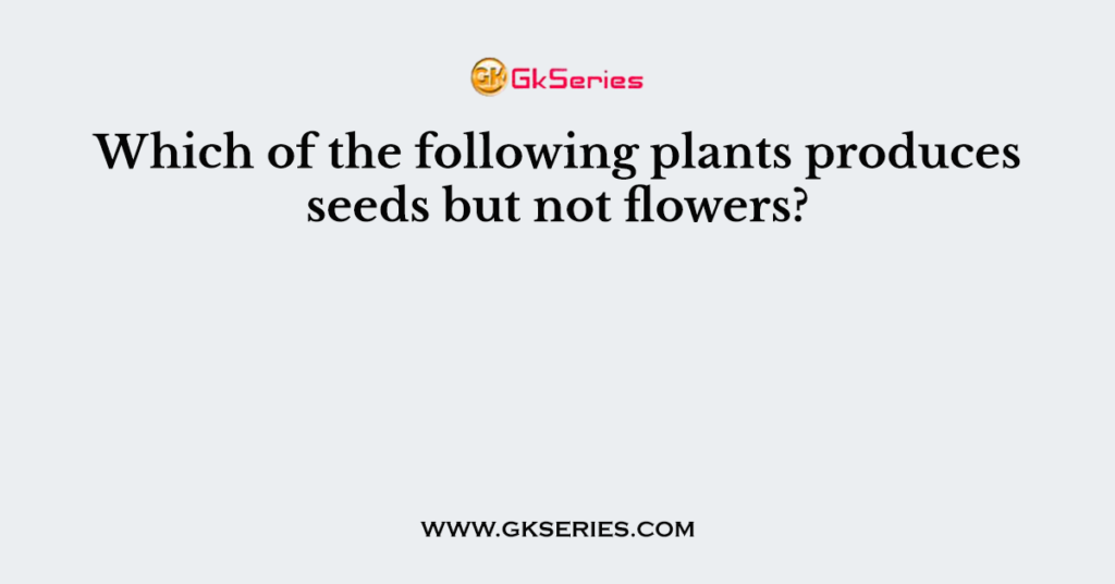 Which of the following plants produces  seeds but not flowers?