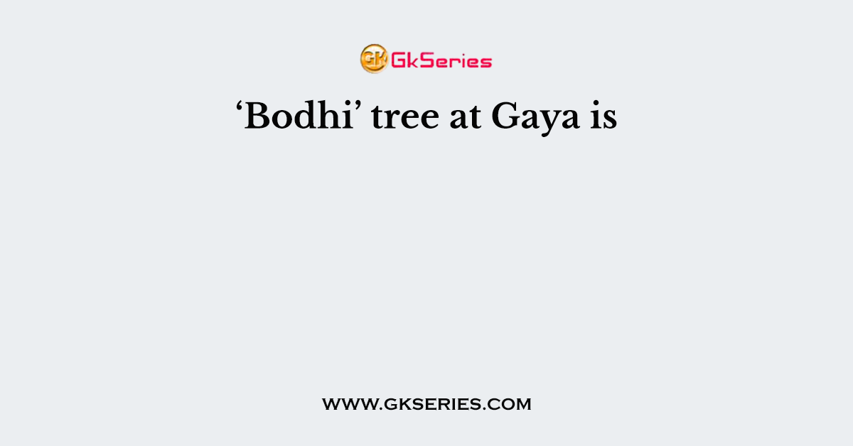 ‘Bodhi’ tree at Gaya is