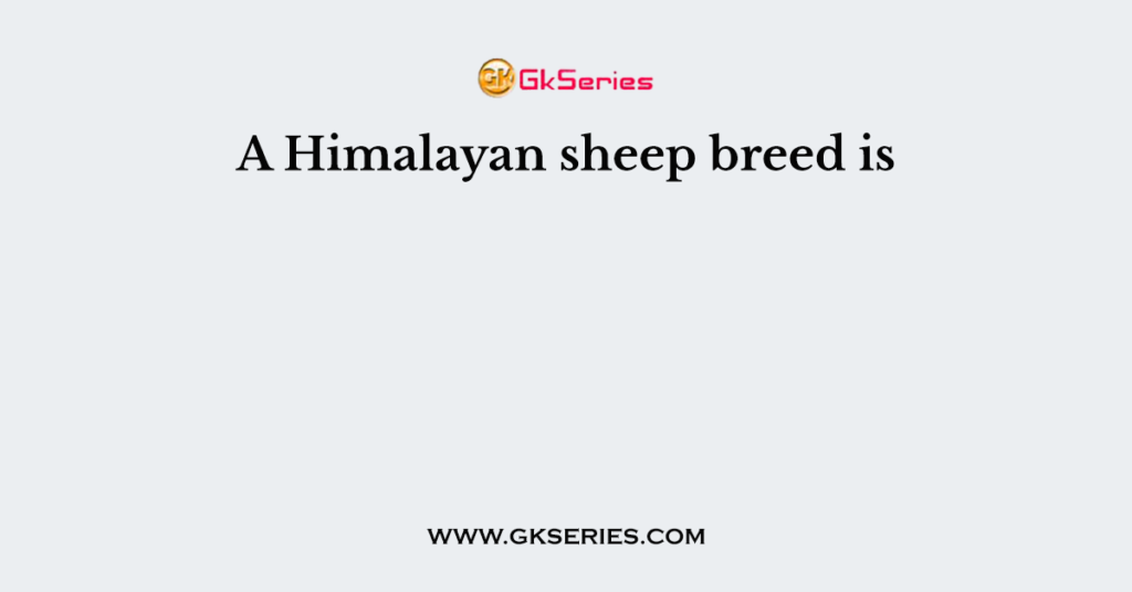 A Himalayan sheep breed is