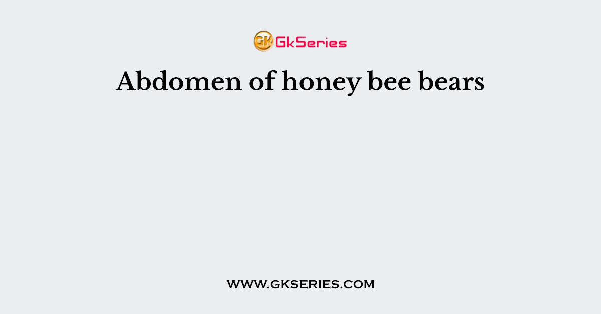 Abdomen of honey bee bears
