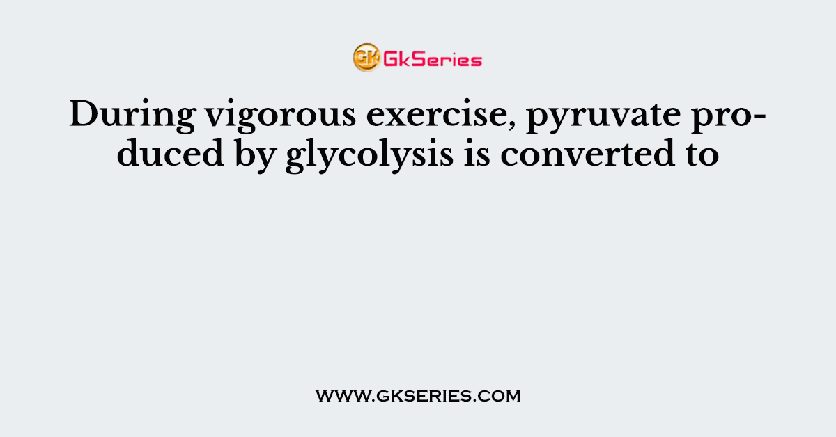 During vigorous exercise, pyruvate produced by glycolysis is converted to