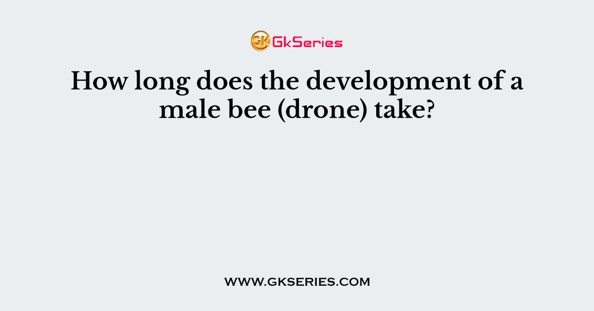 How long does the development of a male bee (drone) take?