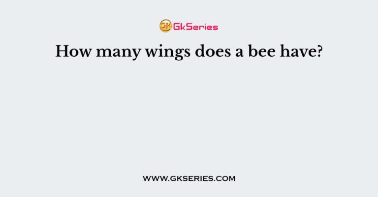 how-many-wings-does-a-bee-have