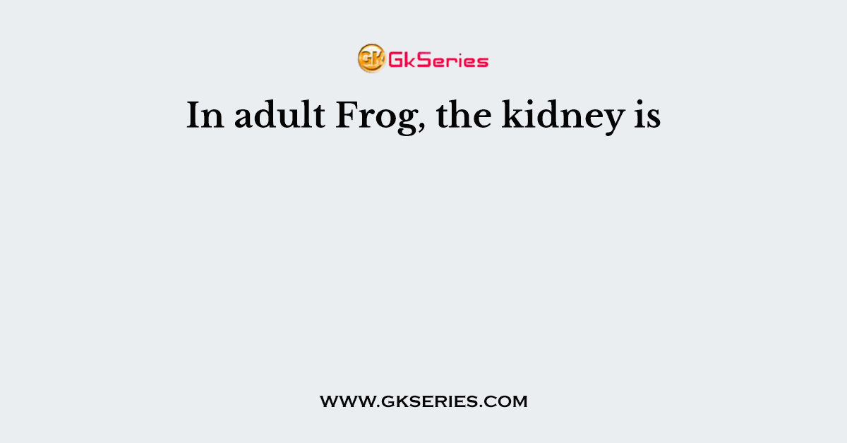 In adult Frog, the kidney is