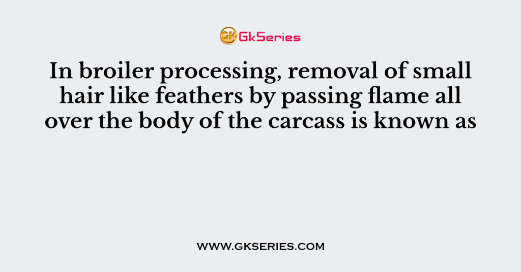 In broiler processing, removal of small hair like feathers by passing flame all over the body of the carcass is known as