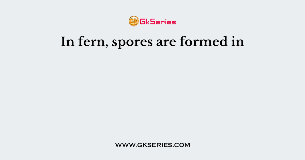In fern, spores are formed in