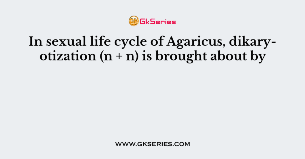 In sexual life cycle of Agaricus, dikaryotization (n + n) is brought about by