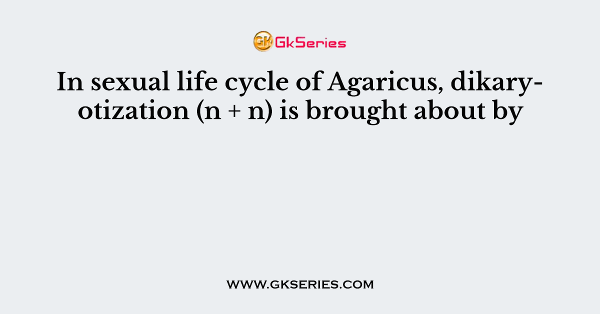 In sexual life cycle of Agaricus, dikaryotization (n + n) is brought about by