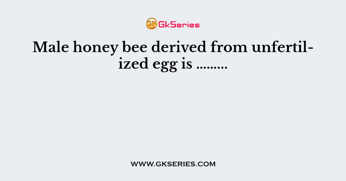 Male honey bee derived from unfertilized egg is ……...