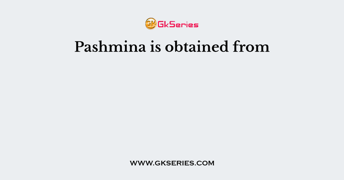 Pashmina is obtained from
