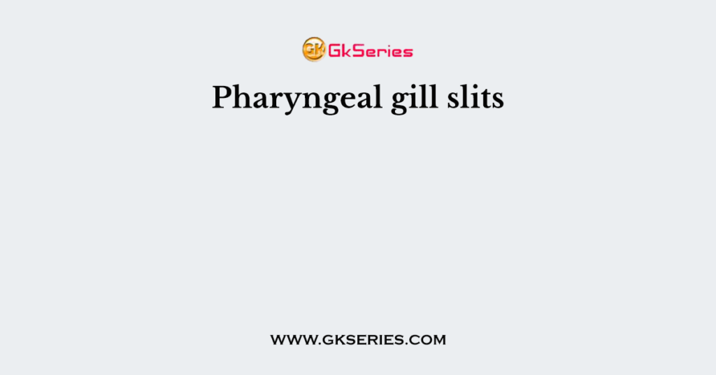 Pharyngeal gill slits