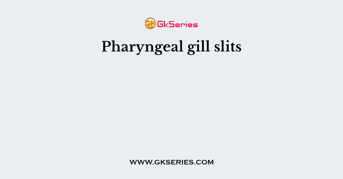 Pharyngeal gill slits