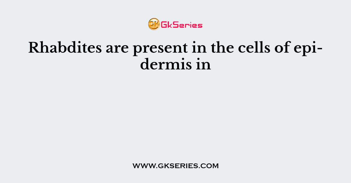 Rhabdites are present in the cells of epidermis in