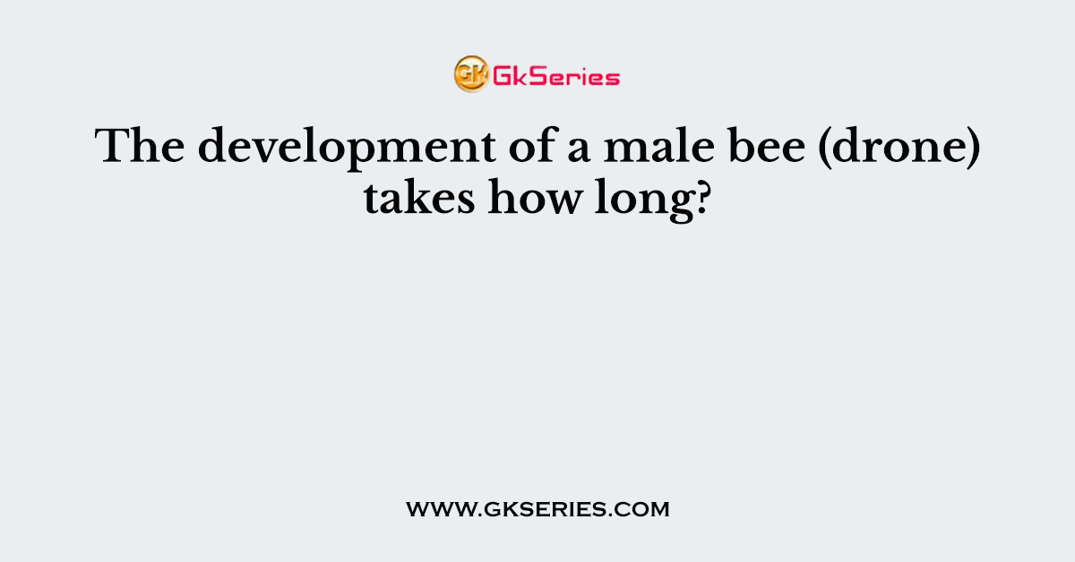 The development of a male bee (drone) takes how long?