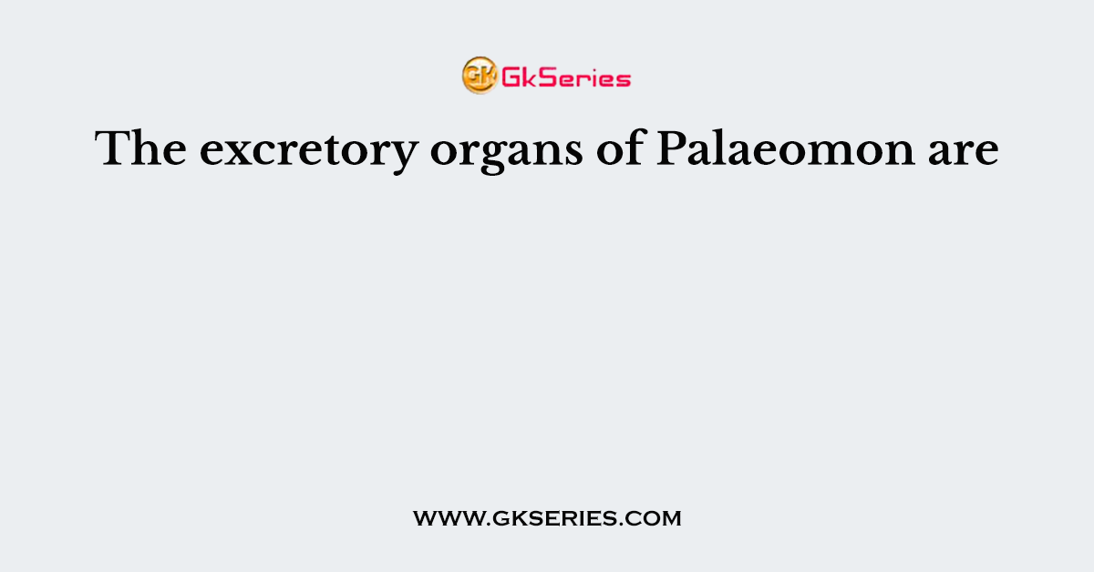 The excretory organs of Palaeomon are