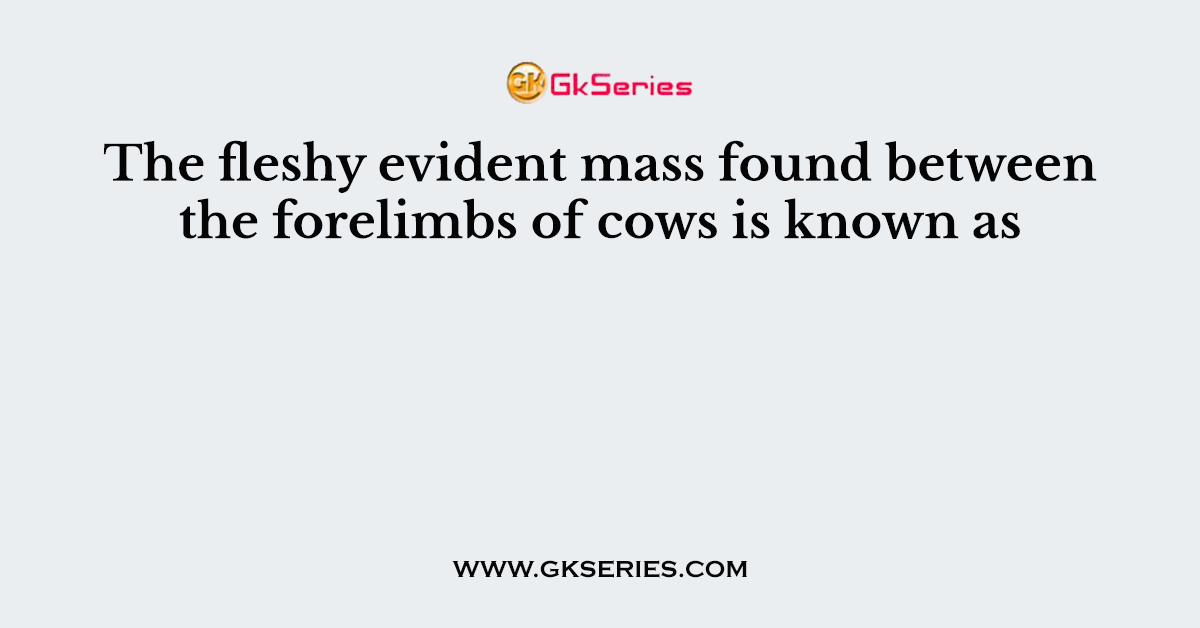 The fleshy evident mass found between the forelimbs of cows is known as