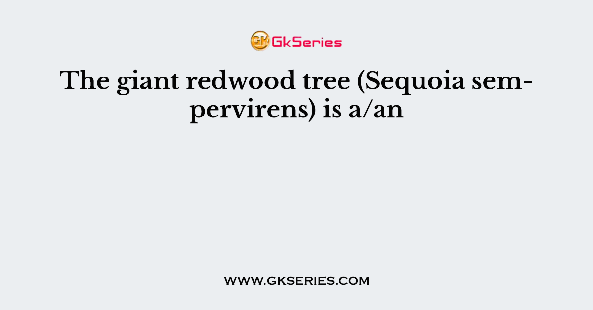 The giant redwood tree (Sequoia sempervirens) is a/an