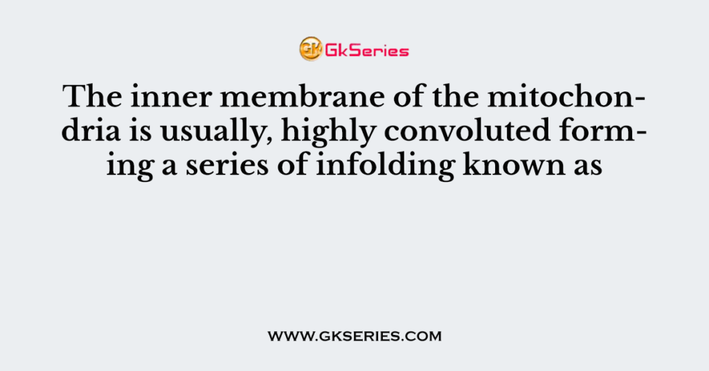 The inner membrane of the mitochondria is usually, highly convoluted forming a series of infolding known as