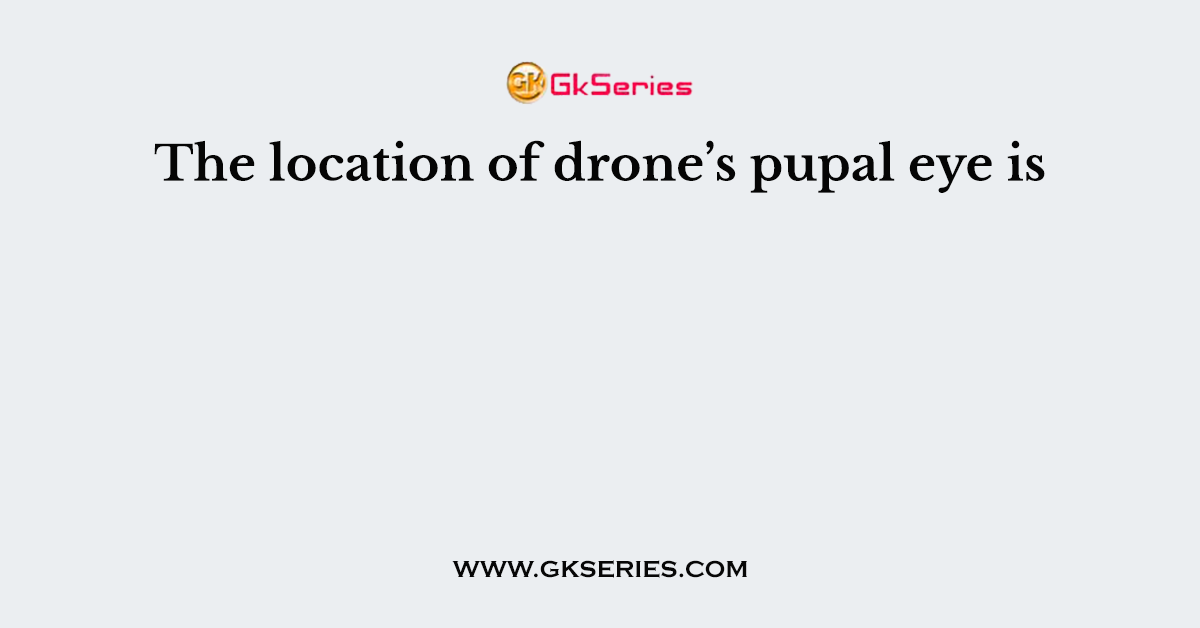 The location of drone’s pupal eye is