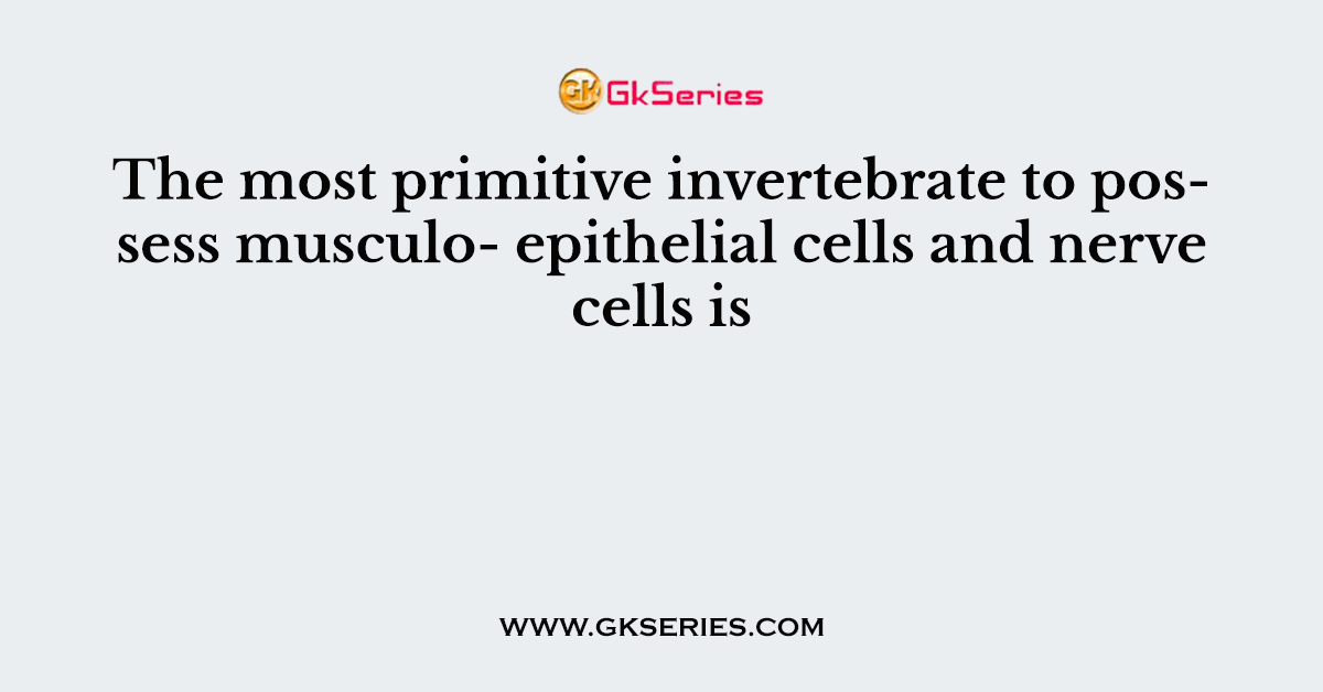 The most primitive invertebrate to possess musculo- epithelial cells and nerve cells is