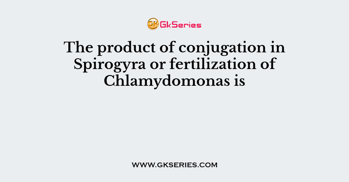 The product of conjugation in Spirogyra or fertilization of Chlamydomonas is