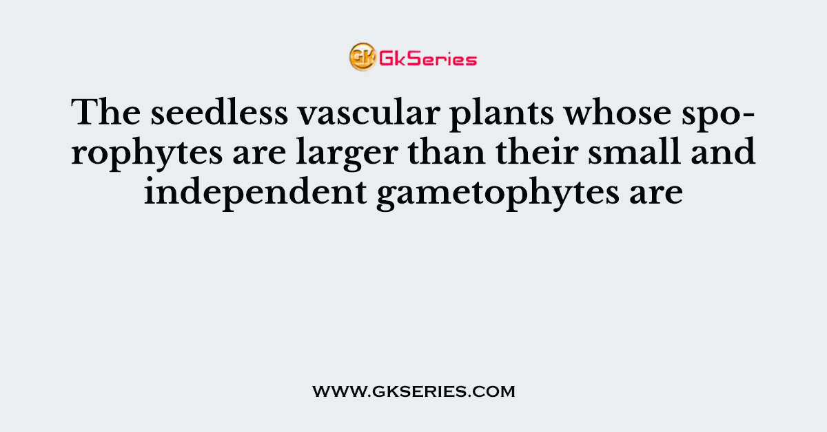 The seedless vascular plants whose sporophytes are larger than their small and independent gametophytes are