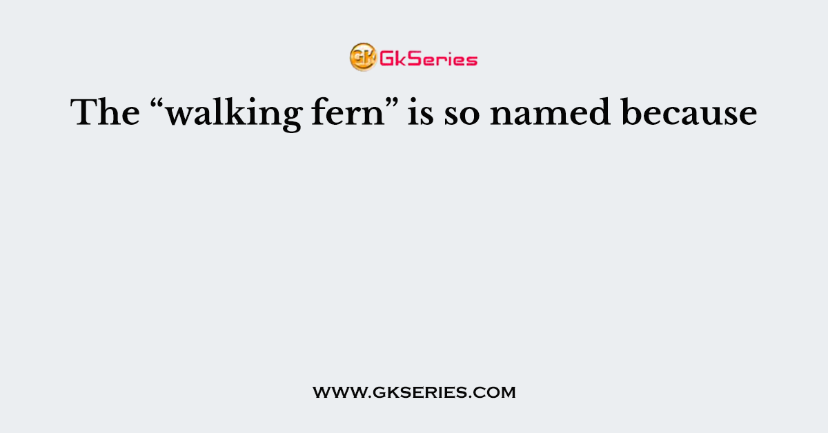 The “walking fern” is so named because