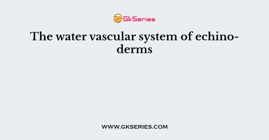 the-water-vascular-system-of-echinoderms