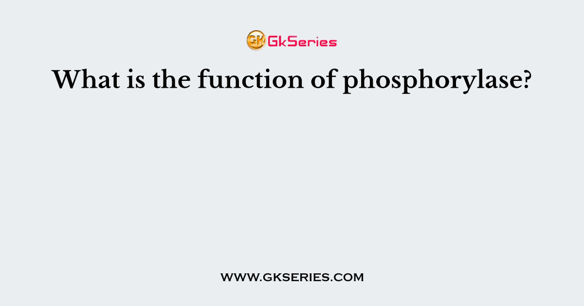 What is the function of phosphorylase?