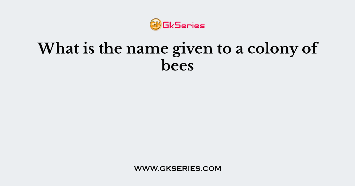 What is the name given to a colony of bees