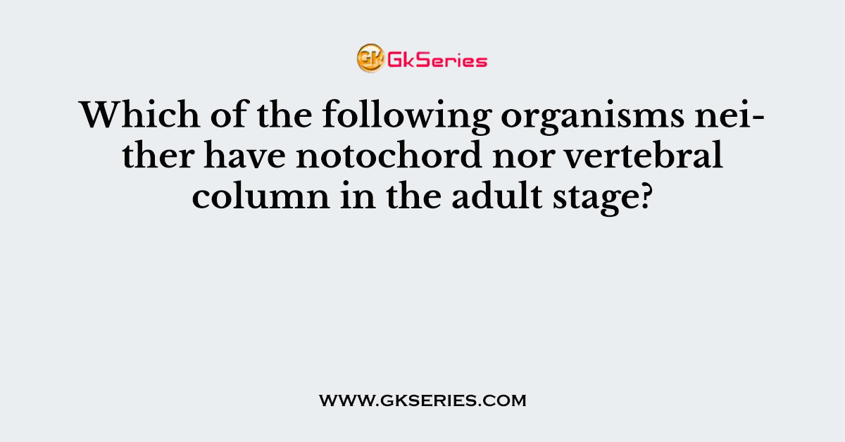 Which of the following organisms neither have notochord nor vertebral column in the adult stage?
