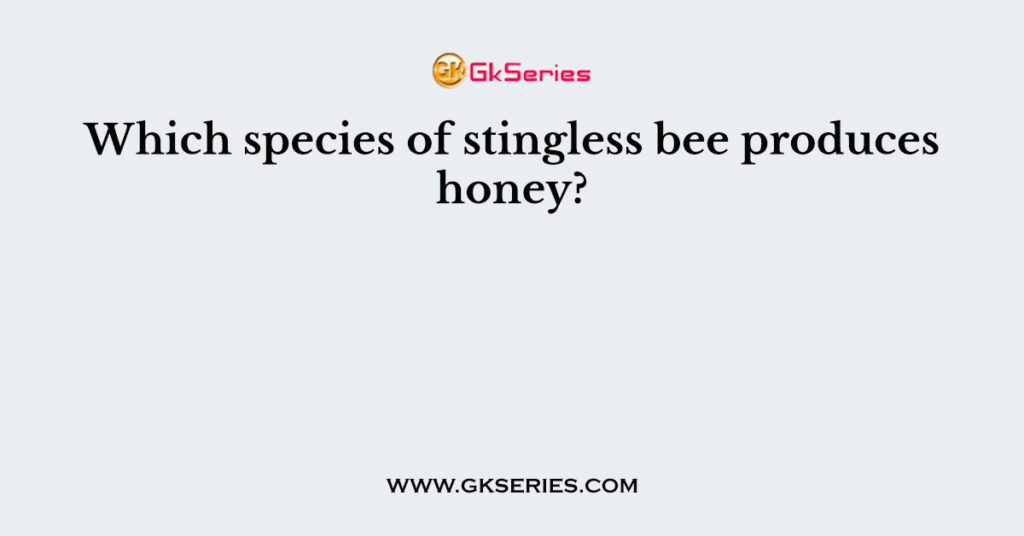 Which species of stingless bee produces honey?