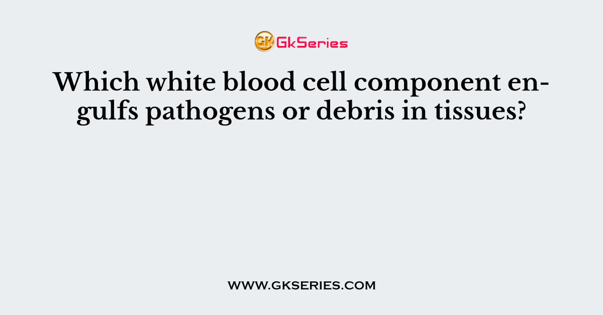 Which white blood cell component engulfs pathogens or debris in tissues?