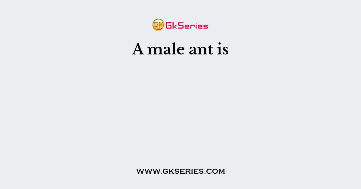 A male ant is