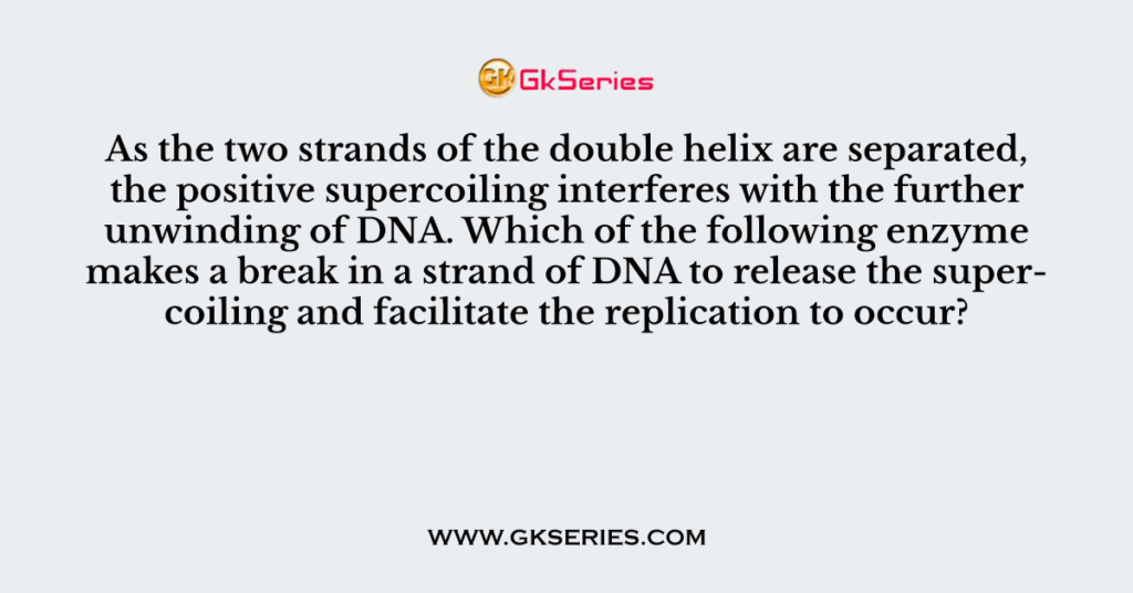 As the two strands of the double helix are separated, the positive supercoiling interferes