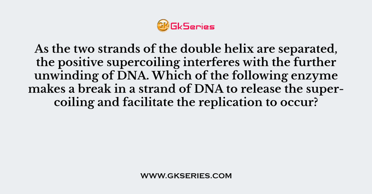 As the two strands of the double helix are separated, the positive supercoiling interferes
