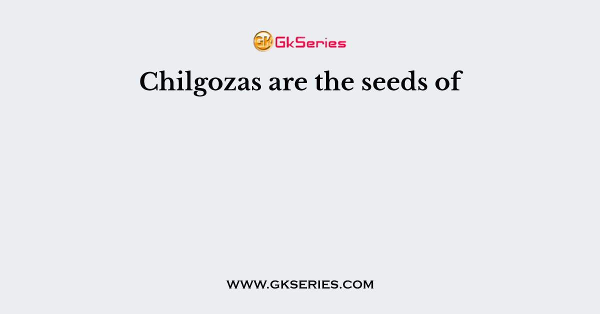 Chilgozas are the seeds of