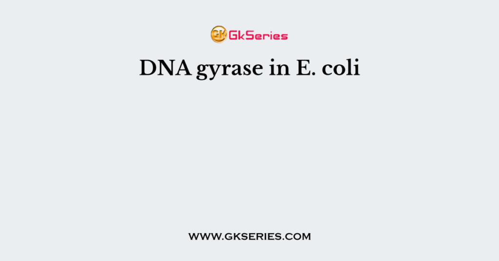 DNA gyrase in E. coli